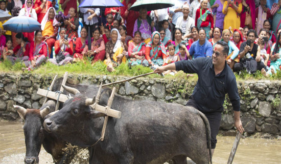 हेमजा हिले महोत्सव हुने