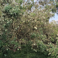 मलामी नपाउँदा घरमै आमाको शव कुर्दै प्रकाश