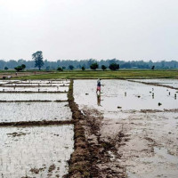 सागसब्जीका बेर्ना बेचेर वार्षिक २६लाख आम्दानी