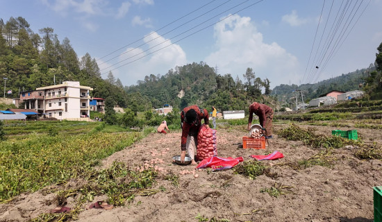 डडेल्धुरामा ७१ करोड बढी मूल्यको आलु उत्पादन