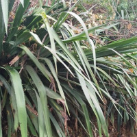 प्रदेश सभाको स्थापना दिवस