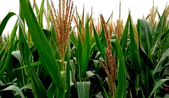 सुनसरीमा हिउँदे मकै उत्पादन वृद्धि