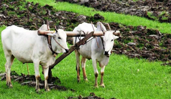 हल गोरु पाल्ने किसानलाई आर्थिक सहयोग
