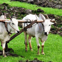उच्च अदालत नेपालगन्जमा लक्ष्यभन्दा बढी मुद्दा फर्छ्याेट