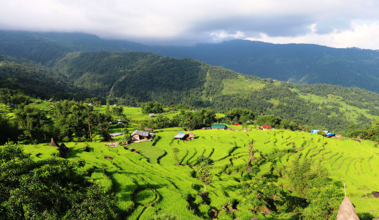 हरियाली धान खेत