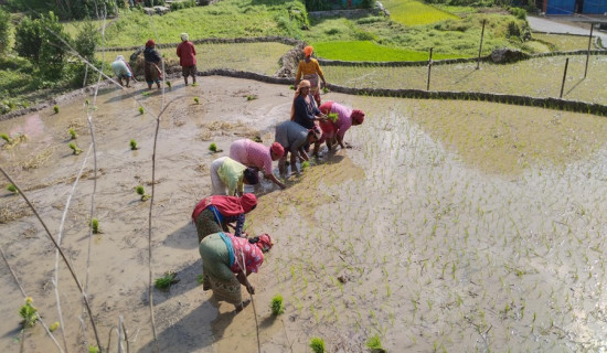 रैथाने धानबाली संरक्षण गर्ने किसानलाई अनुदान