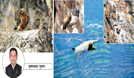 भेडे खुर्सानीका बेर्ना