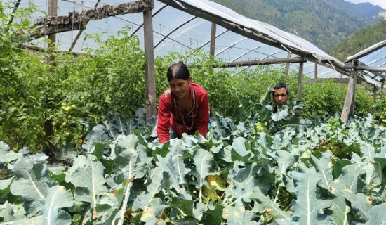 ऐडी दम्पत्तिको खास लाग्दो तरकारी खेती, आस लाग्दो आम्दानी