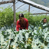 जेठो बुढो धान खाद्यले किन्यो