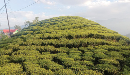 गुणस्तर सुधारको खोजी