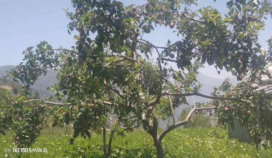 स्याउ खेतीबाट आत्मनिर्भर बन्दै पाण्डुसैनवासी