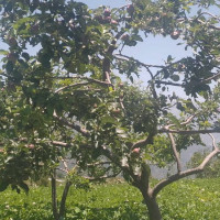 योगले निरोगी बनाउँछः प्रदेश प्रमुख देवकोटा