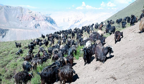 च्याङ्ग्रा पालन