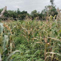 नारायणघाट-बुटवल सडकखण्ड राति १० घण्टा बन्द हुने