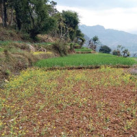 छोरा बेपत्ता भएपछि परिवार पीडामा