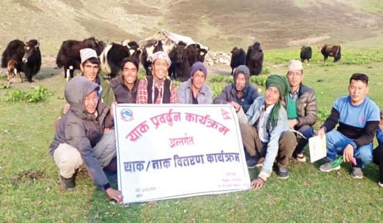खर्कमै पुगेर चौँरी वितरण