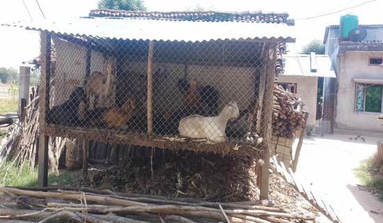 सुरक्षित खोरले निकुञ्ज मध्यवर्ती क्षेत्रका वासिन्दालाई राहत