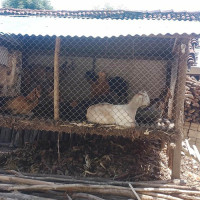 राप्रपाले आज बल्खुमा प्रदर्शन गर्दै