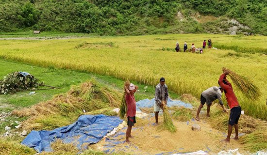 किसानलाई चैते धान थन्क्याउने चटारो