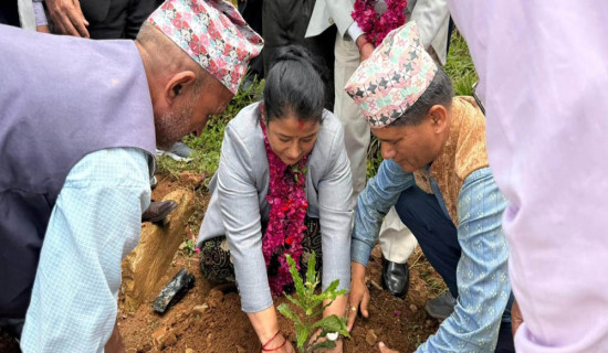 पर्वतमा पहिलोपटक एक सय ४० रोपनीमा जापानी कटुसखेती