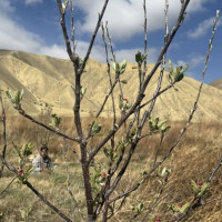 फ्रेन्डसिप कप : नेपाल फाइनलमा, गुजरात ८ रनले पराजित