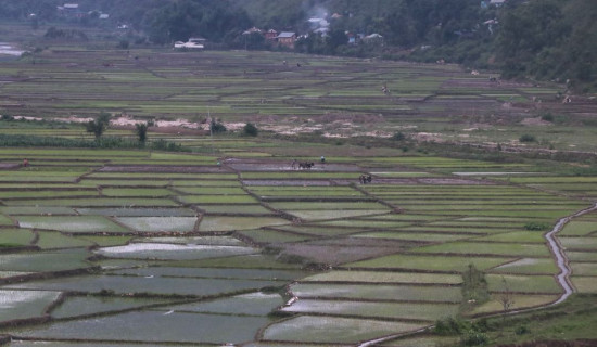 सल्यानमा ३० प्रतिशत रोपाइँ सम्पन्न