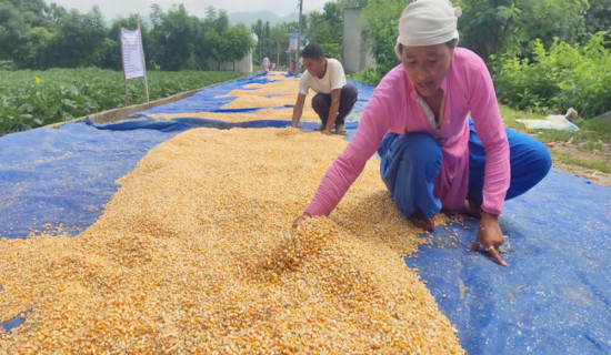 वर्षाले मकै बालीमा क्षति