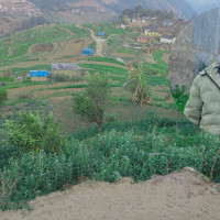 धनगढीमा स्वतन्त्र उम्मेदवार हमालको जित सुनिश्चित