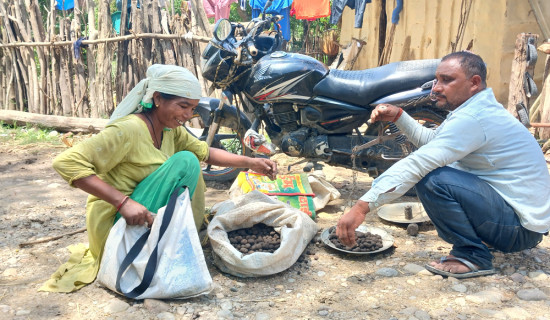 च्याउ सङ्कलनलाई जङ्गल खुला