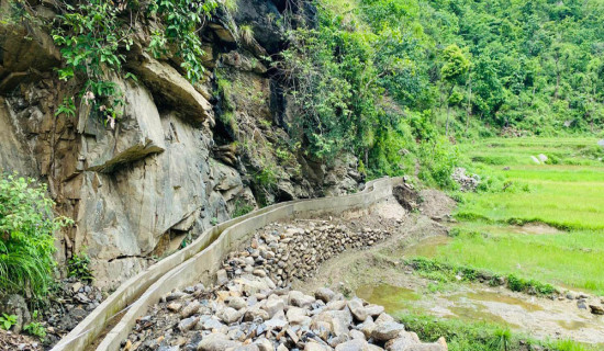 धानमा गवारो र डढुवा प्रकोप
