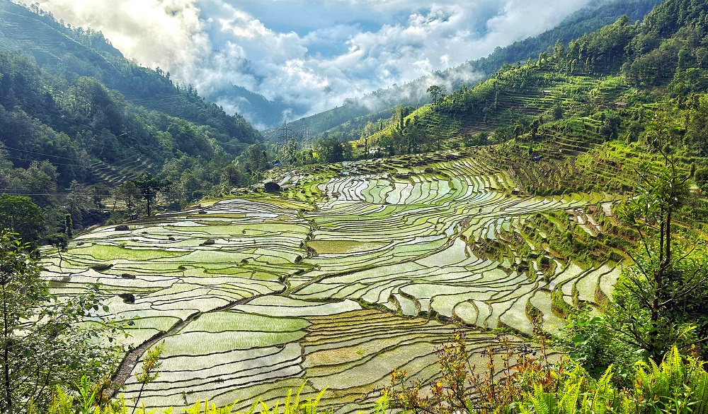 रोपाइँ सम्पन्न