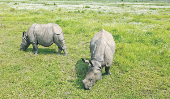 नयाँ प्रविधिबाट मुटुको शल्यक्रिया