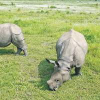 मनसुनी वायुको प्रभाव : यी प्रदेशमा भारी वर्षाको सम्भावना
