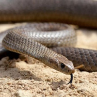 देउडामार्फत जनचेतनाको जमर्को