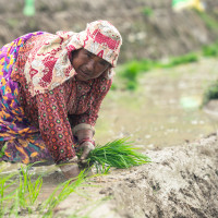 धानको मूल्य घट्दा मर्कामा किसान