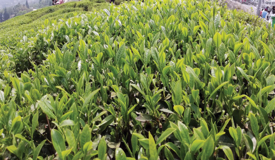 यस्तो छ आजको विदेशी मुद्रा विनिमय दर