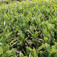 गोरखापत्रकर्मी विश्वकर्मा पुरस्कृत