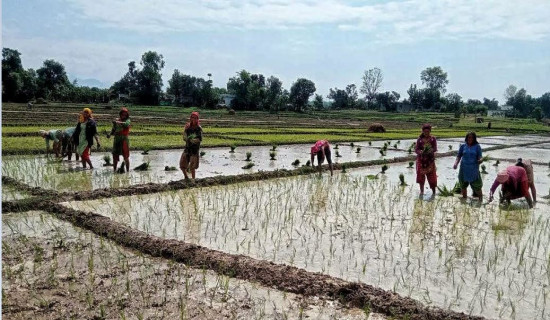 धान रोपाइँमा व्यस्त कञ्चनपुरका कृषक