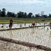 केराखेतीबाट वार्षिक १४ लाख आम्दानी
