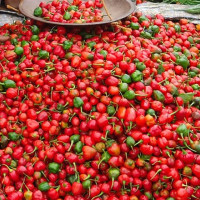 राष्ट्रपति पौडेलद्वारा देउडा सांस्कृतिक उत्सवको उद्घाटन