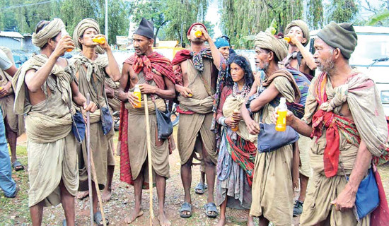 उपत्यकामा ज्याकारान्डाको सुन्दरता (फोटो फिचर)