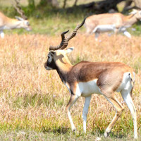भजहरमा रमाउँदै कैलालीका थारू समुदाय