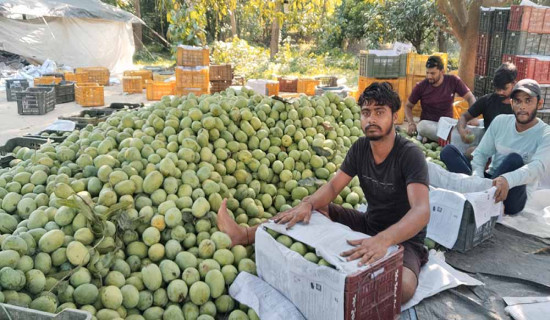 धनुषाको बटेश्वरमा आँप मेला