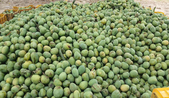 हुम्लामा हिमपात : किसान खुसी
