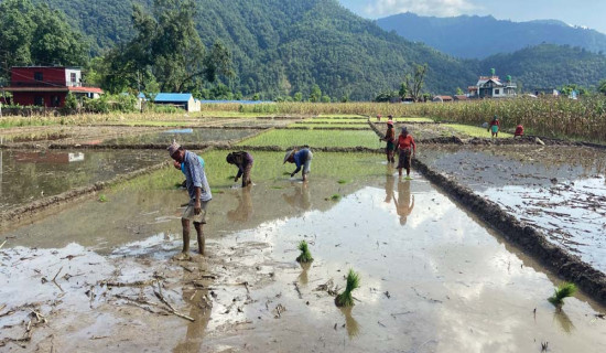 हराए मौलिक असारे भाका