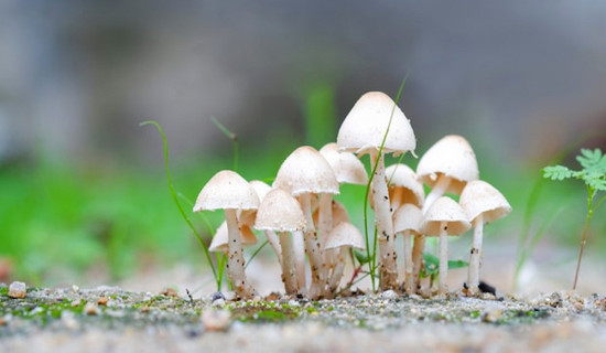 जङ्गली च्याउ खाँदा एकै परिवारका तीन जना बिरामी