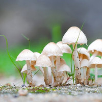 गौतमबुद्ध अन्तर्राष्ट्रिय विमानस्थल नियमित सञ्चालनको माग गर्दै प्रचण्डलाई ज्ञापनपत्र