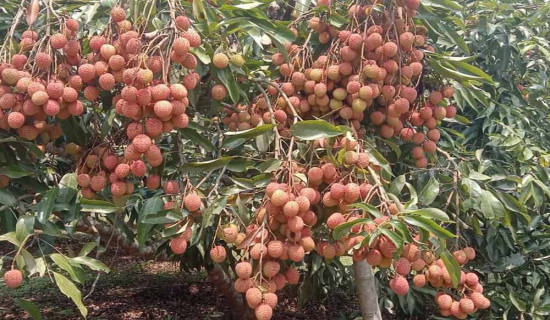 गोरखामा लिची बिक्रीबाट  ११ करोड आम्दानी