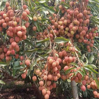 सुनको मूल्य तोलामा चार हजारले घट्यो