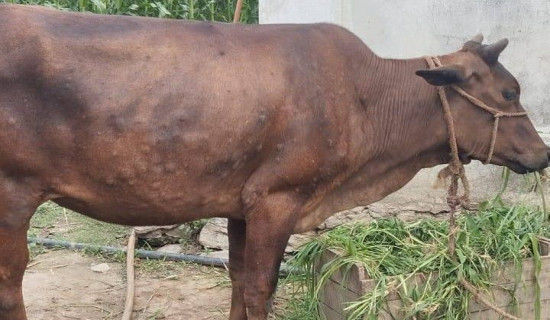 प्रदेश नं १ को नीति तथा कार्यक्रम आज